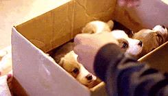 宠物吃辣条搞笑视频,什么宠物吃辣条会中毒