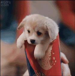 宠物吃辣条搞笑视频,什么宠物吃辣条会中毒