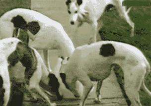 宠物吃辣条搞笑视频,什么宠物吃辣条会中毒