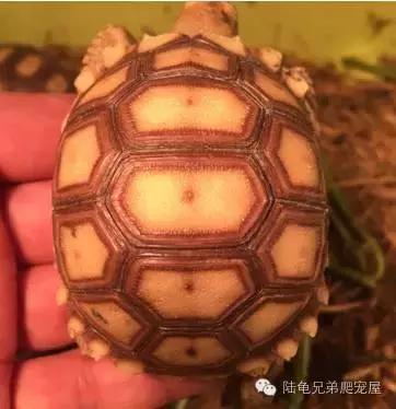 苏卡达生长快吗,如何辨别激素苏卡达