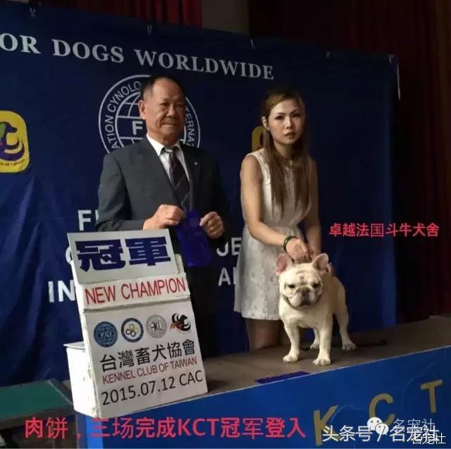 国内知名英国斗牛犬犬舍名单,法国斗牛犬犬舍视频