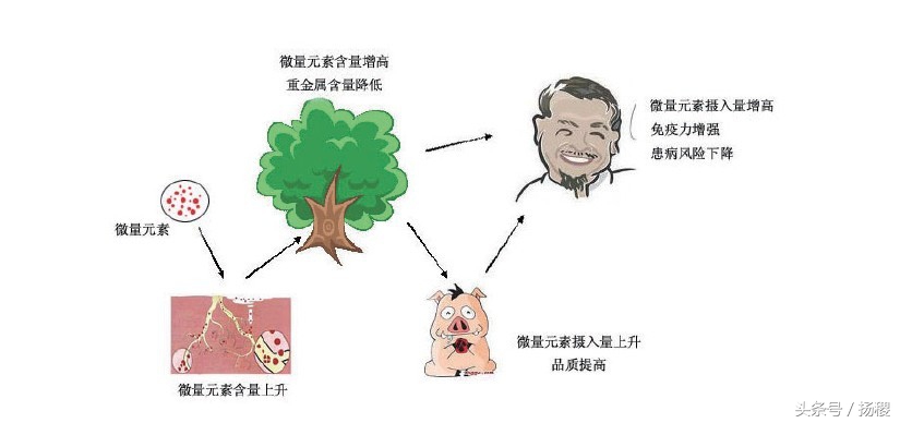 补充钙铁锌硒维生素吃什么,补充维生素锌硒