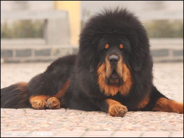 哪一种狗狗最贵,狗狗价格排行榜前十最贵