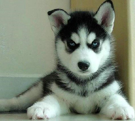 哪一种狗狗最贵,狗狗价格排行榜前十最贵