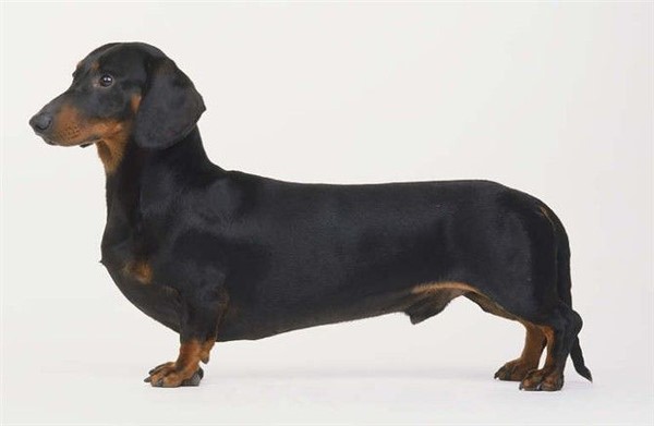 哪一种狗狗最贵,狗狗价格排行榜前十最贵