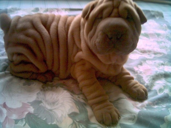 哪一种狗狗最贵,狗狗价格排行榜前十最贵