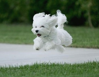 哪一种狗狗最贵,狗狗价格排行榜前十最贵