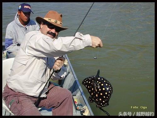 亚马逊钓鱼钓到最大的鱼,亚马逊钓到1吨的鱼