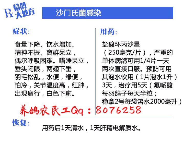 信鸽常见疾病和治疗,信鸽病的诊断治疗