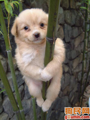 哪一种狗狗最贵,狗狗价格排行榜前十最贵