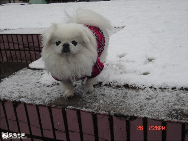 哪一种狗狗最贵,狗狗价格排行榜前十最贵