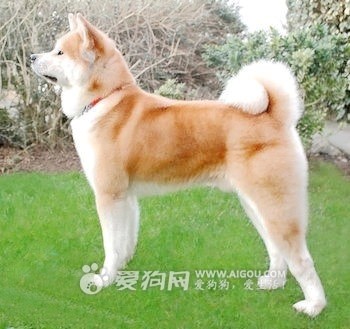 哪一种狗狗最贵,狗狗价格排行榜前十最贵