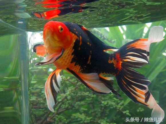 2-3厘米草金鱼饲养,新手饲养兰寿金鱼