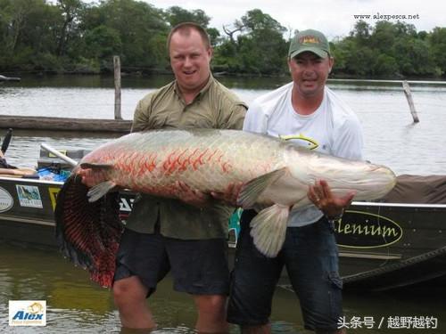 亚马逊钓鱼钓到最大的鱼,亚马逊钓到1吨的鱼
