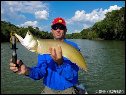 亚马逊钓鱼钓到最大的鱼,亚马逊钓到1吨的鱼