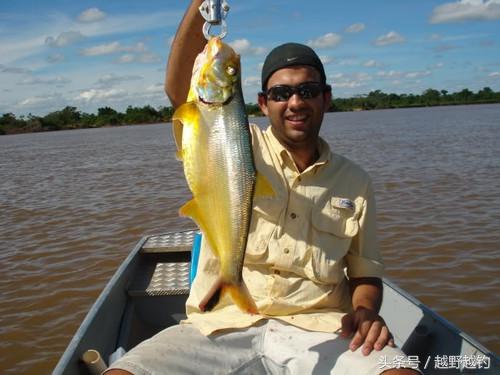 亚马逊钓鱼钓到最大的鱼,亚马逊钓到1吨的鱼