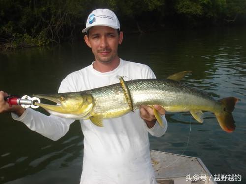 亚马逊钓鱼钓到最大的鱼,亚马逊钓到1吨的鱼