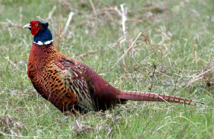 适合农村发展的项目，农村致富好项目
