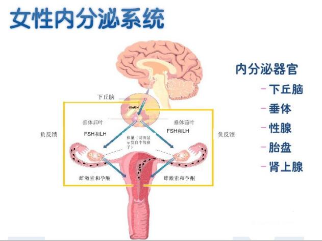 手术治疗后仍难“好孕”？你缺的是内分泌调理！