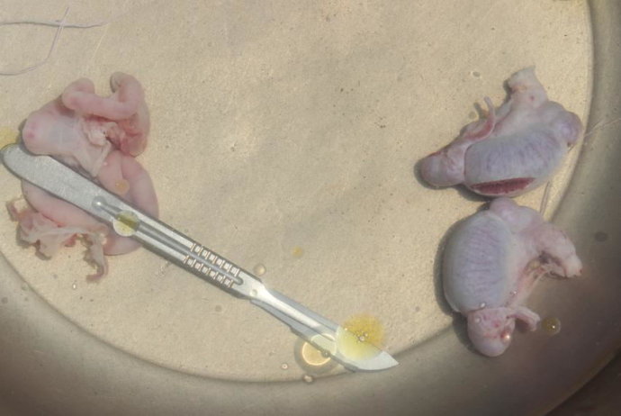 养猪场猪仔要阉吗,养猪场的猪要阉吗