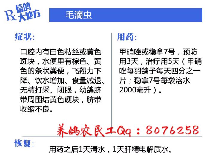 信鸽常见疾病和治疗,信鸽病的诊断治疗