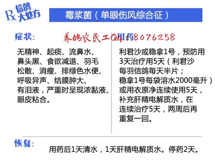 信鸽常见疾病和治疗,信鸽病的诊断治疗
