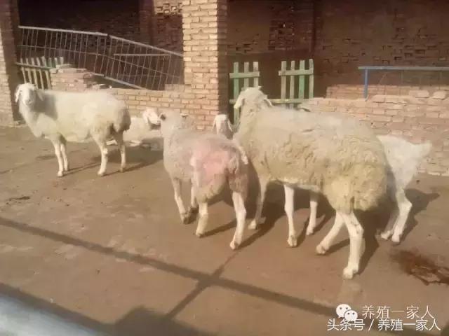 羊群出现羊吃毛羊互相啃毛怎么办,羊群出现黑羊怎么回事