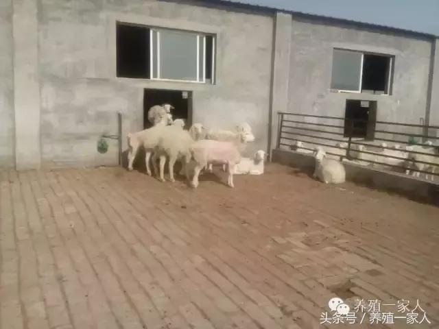 羊群出现羊吃毛羊互相啃毛怎么办,羊群出现黑羊怎么回事