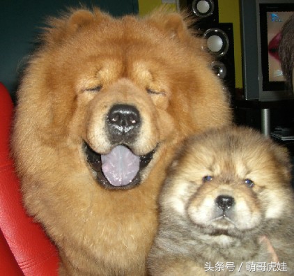 松狮和小汪星人,主人给家里的猫找了女朋友