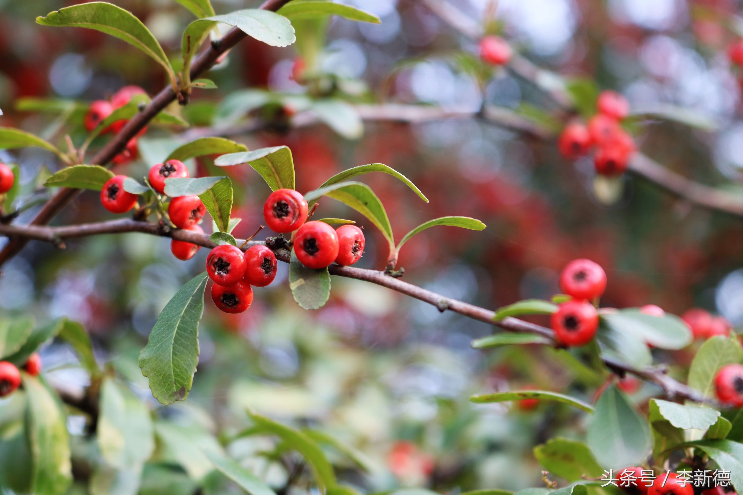 佳能18-200与腾龙16-300画质比较,佳能80d18-135跟腾龙18-200哪个好