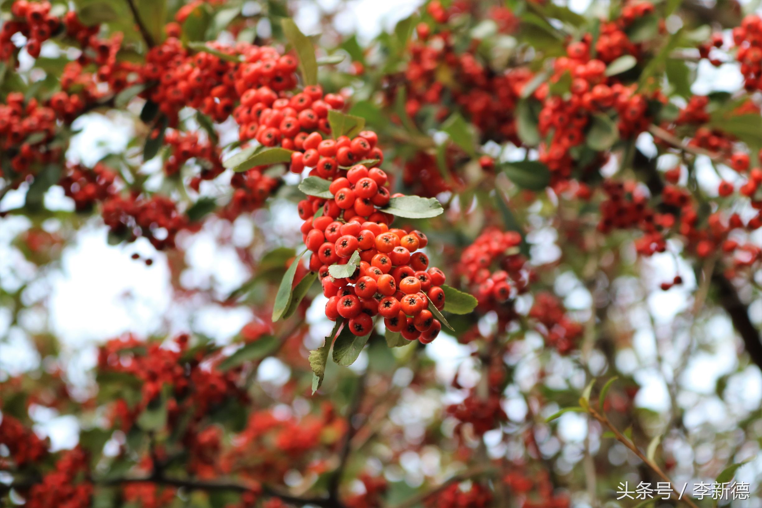 佳能18-200与腾龙16-300画质比较,佳能80d18-135跟腾龙18-200哪个好