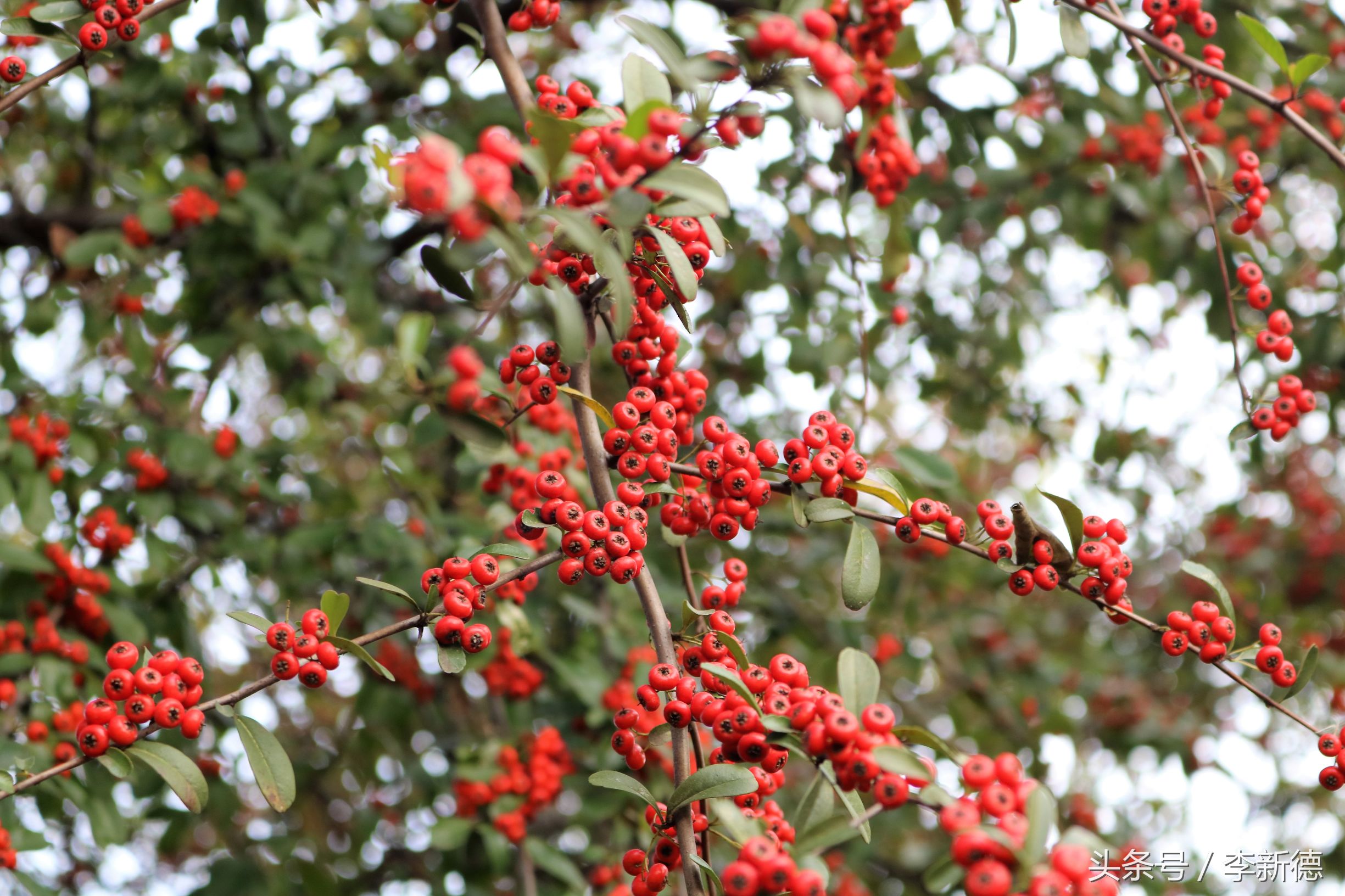 佳能18-200与腾龙16-300画质比较,佳能80d18-135跟腾龙18-200哪个好