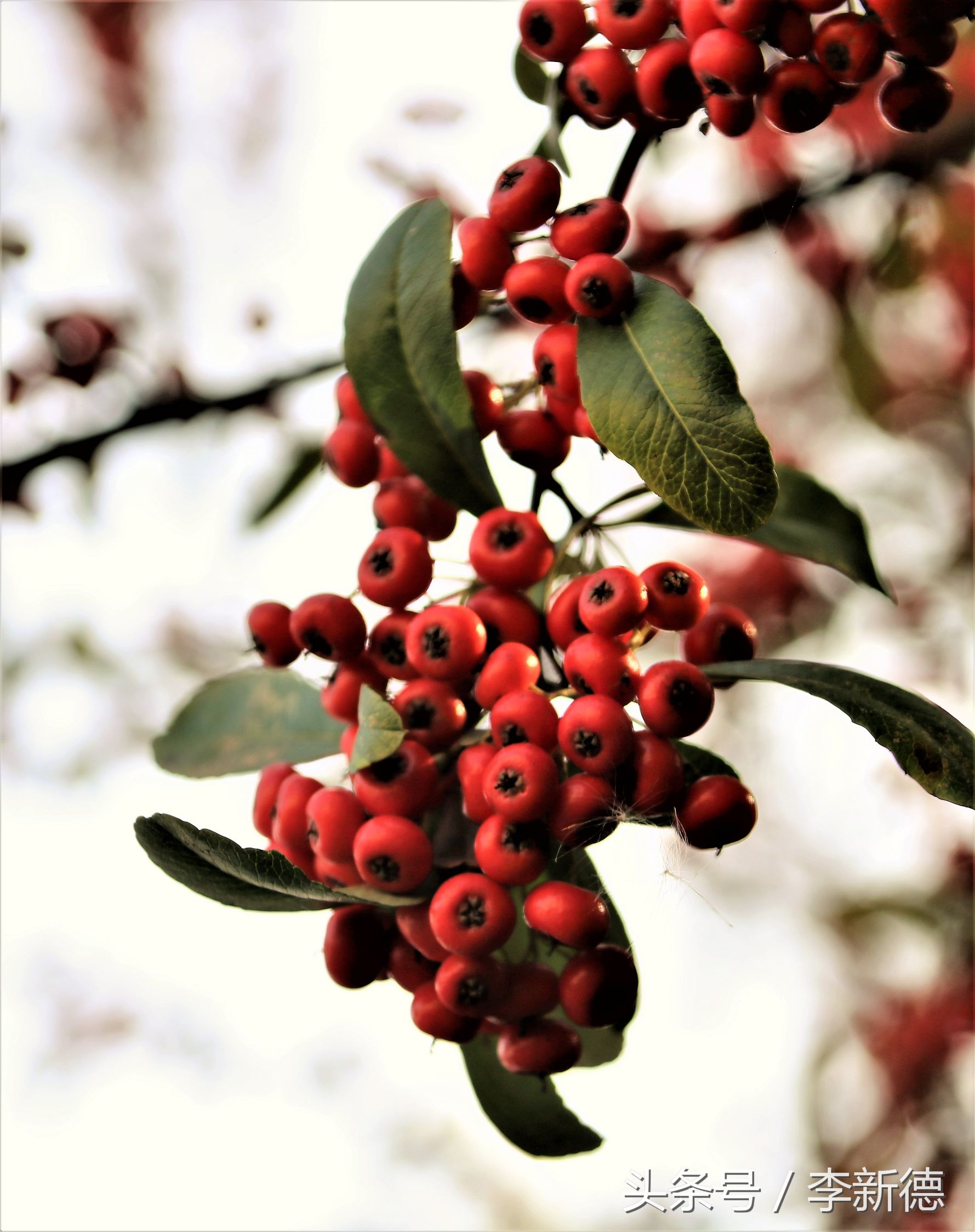 佳能18-200与腾龙16-300画质比较,佳能80d18-135跟腾龙18-200哪个好