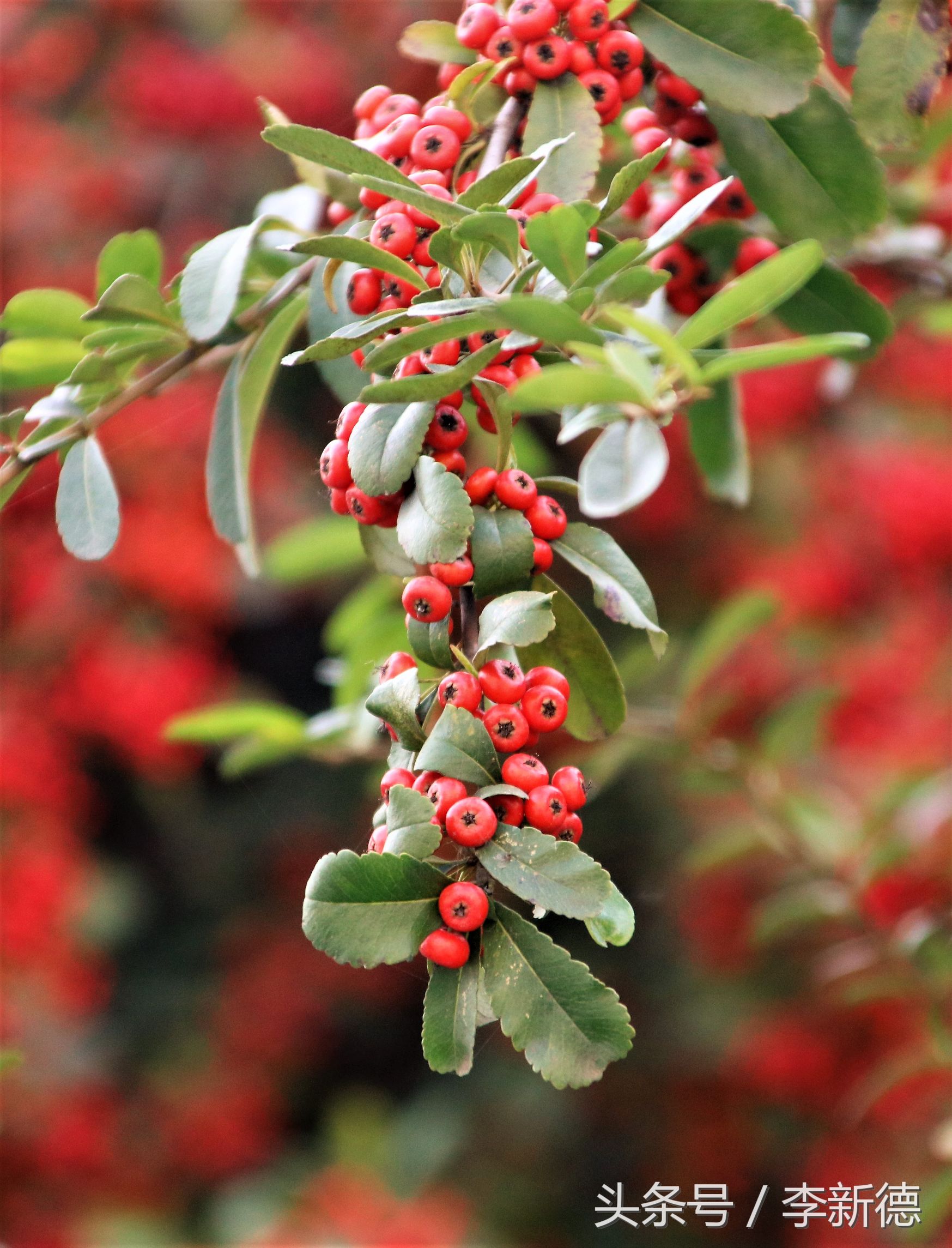 佳能18-200与腾龙16-300画质比较,佳能80d18-135跟腾龙18-200哪个好