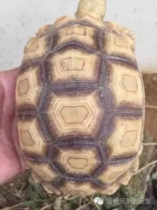 苏卡达生长快吗,如何辨别激素苏卡达