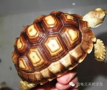 苏卡达生长快吗,如何辨别激素苏卡达