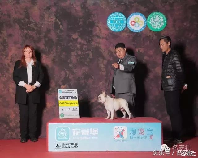 国内知名英国斗牛犬犬舍名单,法国斗牛犬犬舍视频