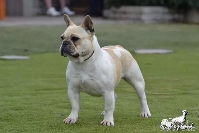 国内知名英国斗牛犬犬舍名单,法国斗牛犬犬舍视频