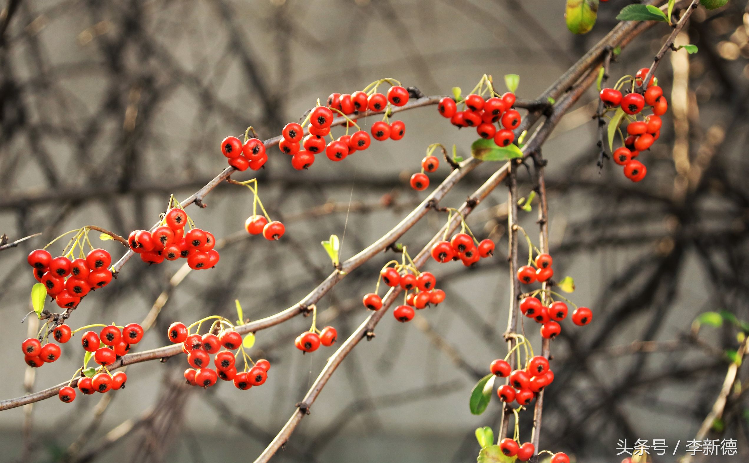 佳能18-200与腾龙16-300画质比较,佳能80d18-135跟腾龙18-200哪个好