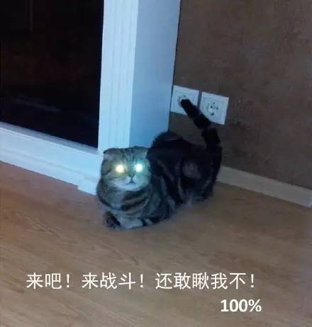 宠物吃辣条搞笑视频,什么宠物吃辣条会中毒