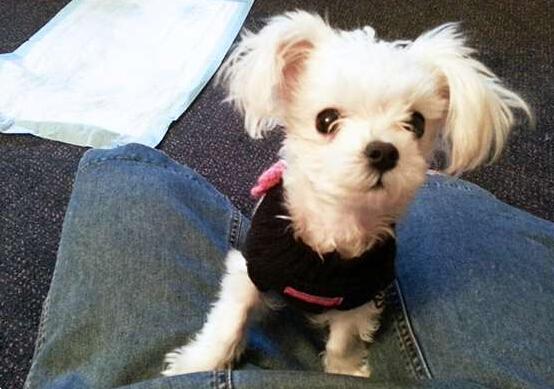 女子把狗扔在门外,女子把狗狗放阳台后续