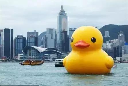 duck新款小黄鸭,duck小鸭视频