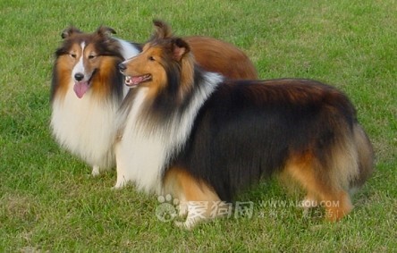 哪一种狗狗最贵,狗狗价格排行榜前十最贵