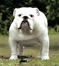 哪一种狗狗最贵,狗狗价格排行榜前十最贵