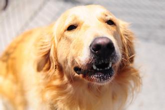 犬病毒性疱疹,犬疱疹病毒到底是什么病因