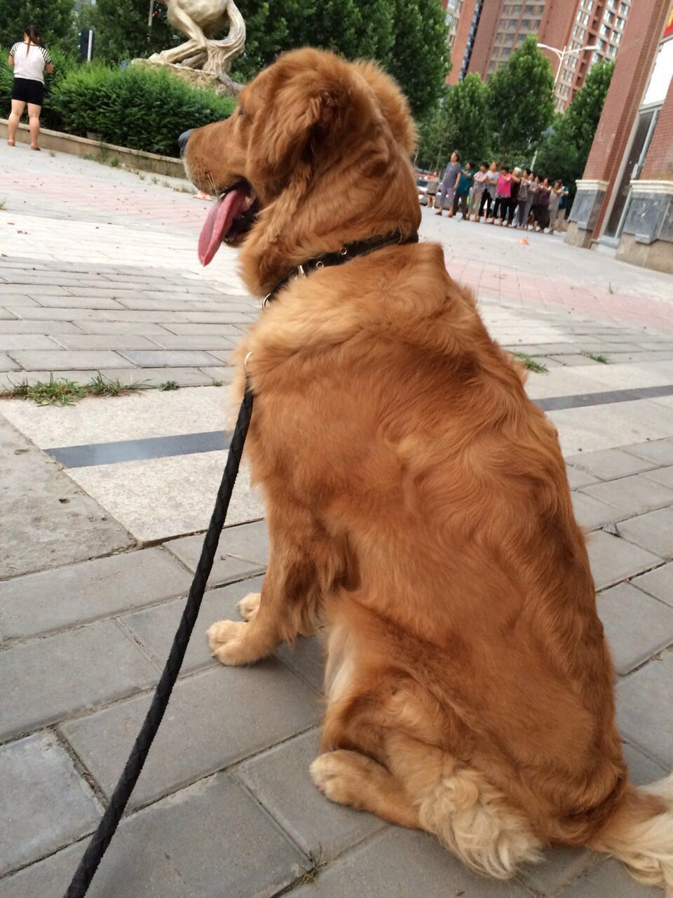 金毛有卷毛是什么原因,我家金毛为什么那么笨