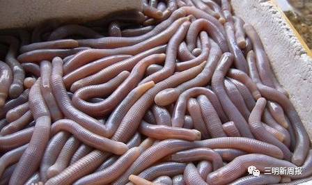 三明有没有好吃的啊,三明美食推荐必吃第一名