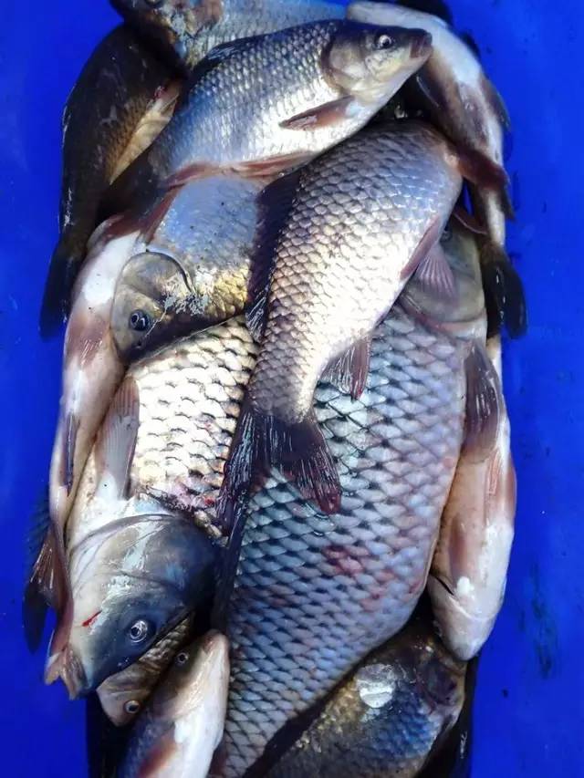 冰钓赛,冰钓赛事