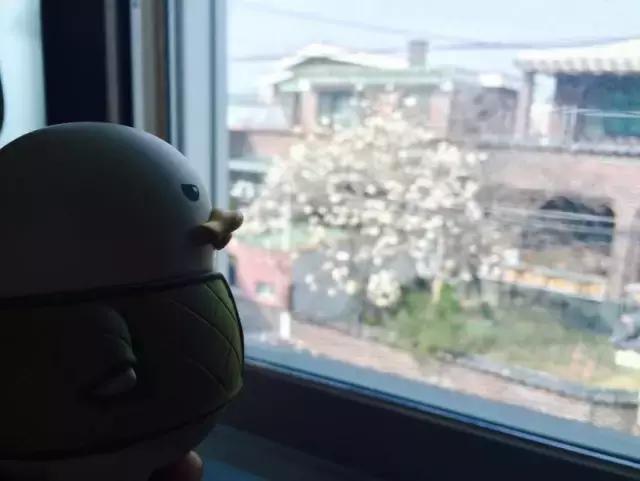 duck新款小黄鸭,duck小鸭视频