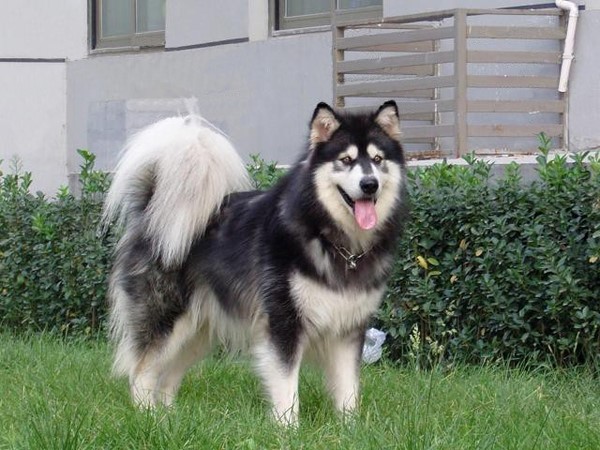 哪一种狗狗最贵,狗狗价格排行榜前十最贵